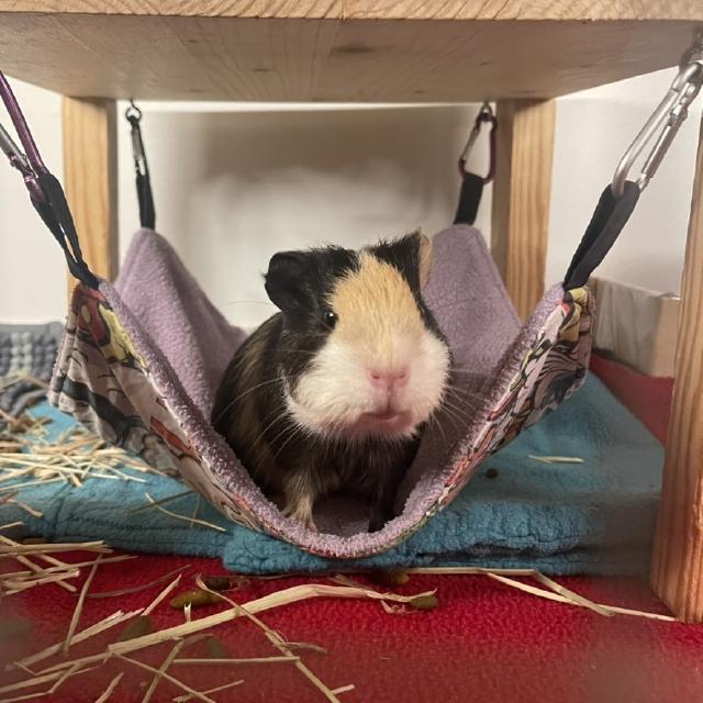 Little Bertie in his hammock